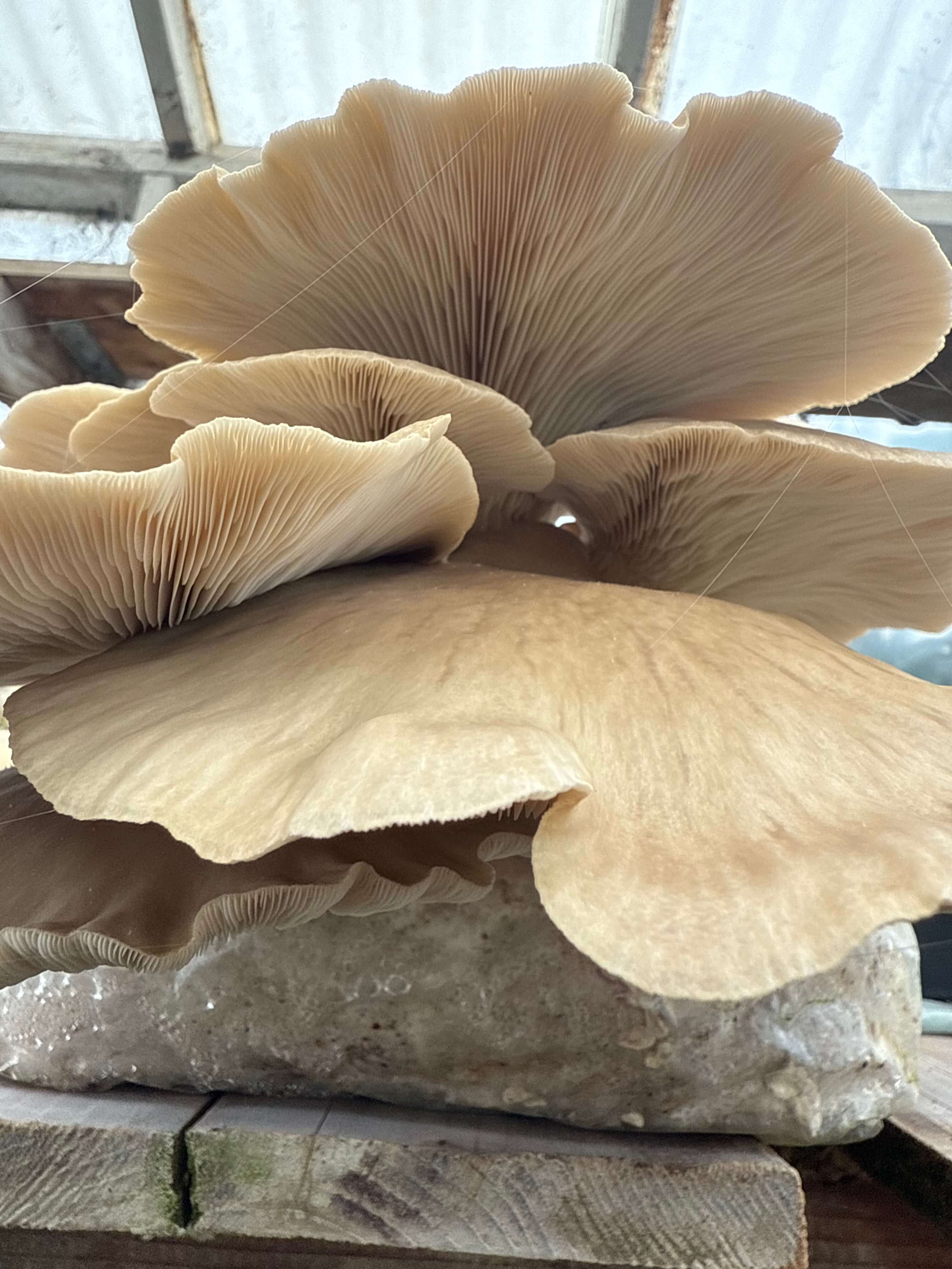 Fresh oyster mushrooms fruiting on a substrate block in the MushLoon greenhouse